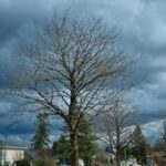 Illinois Quick Hits: NWS confirms more Illinois tornadoes