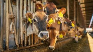 Wisconsin dairy groups cheer farm bill progress in D.C.