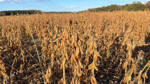 China lags on $17B farm pledge as Xi visit nears tariff deadline